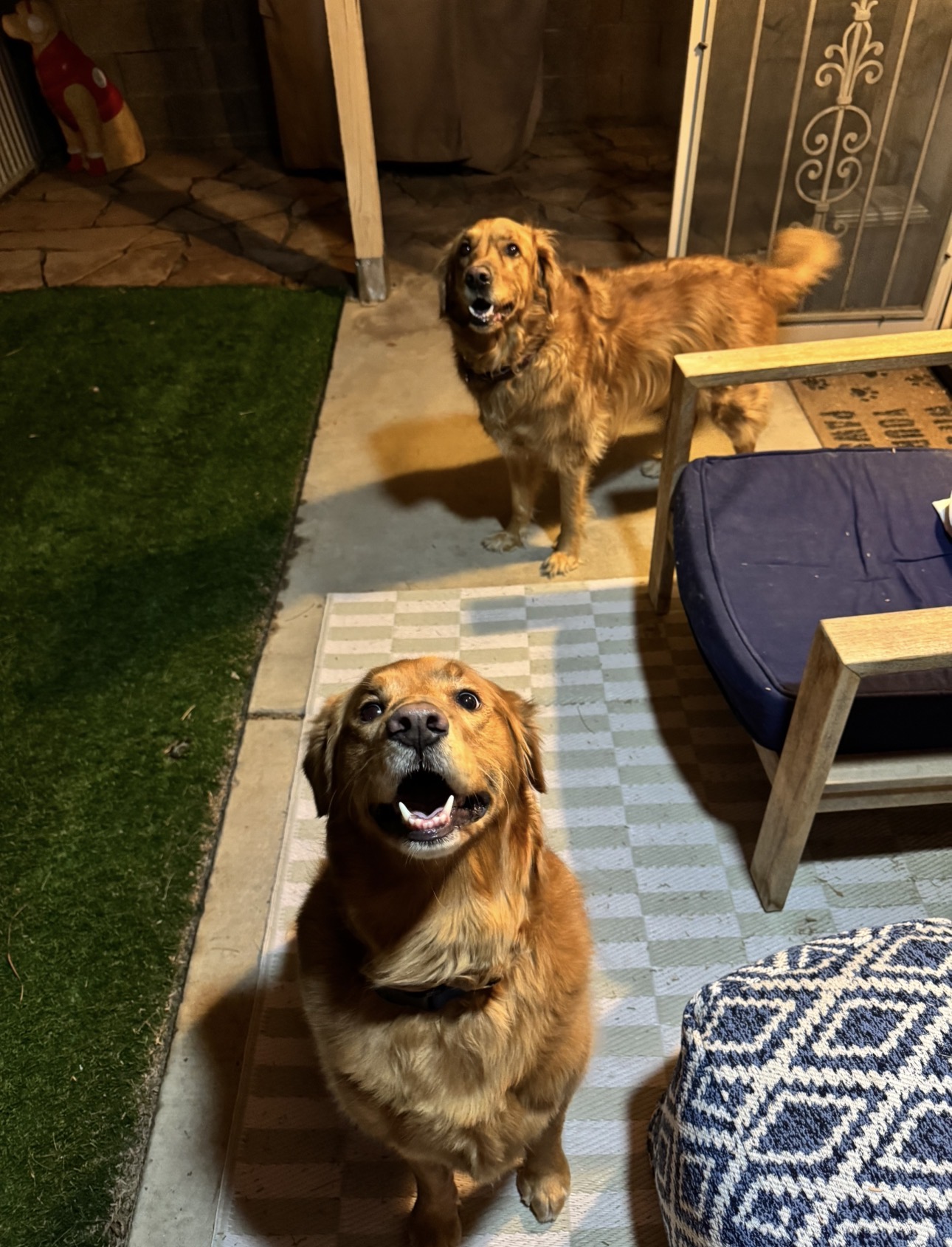 Dogs