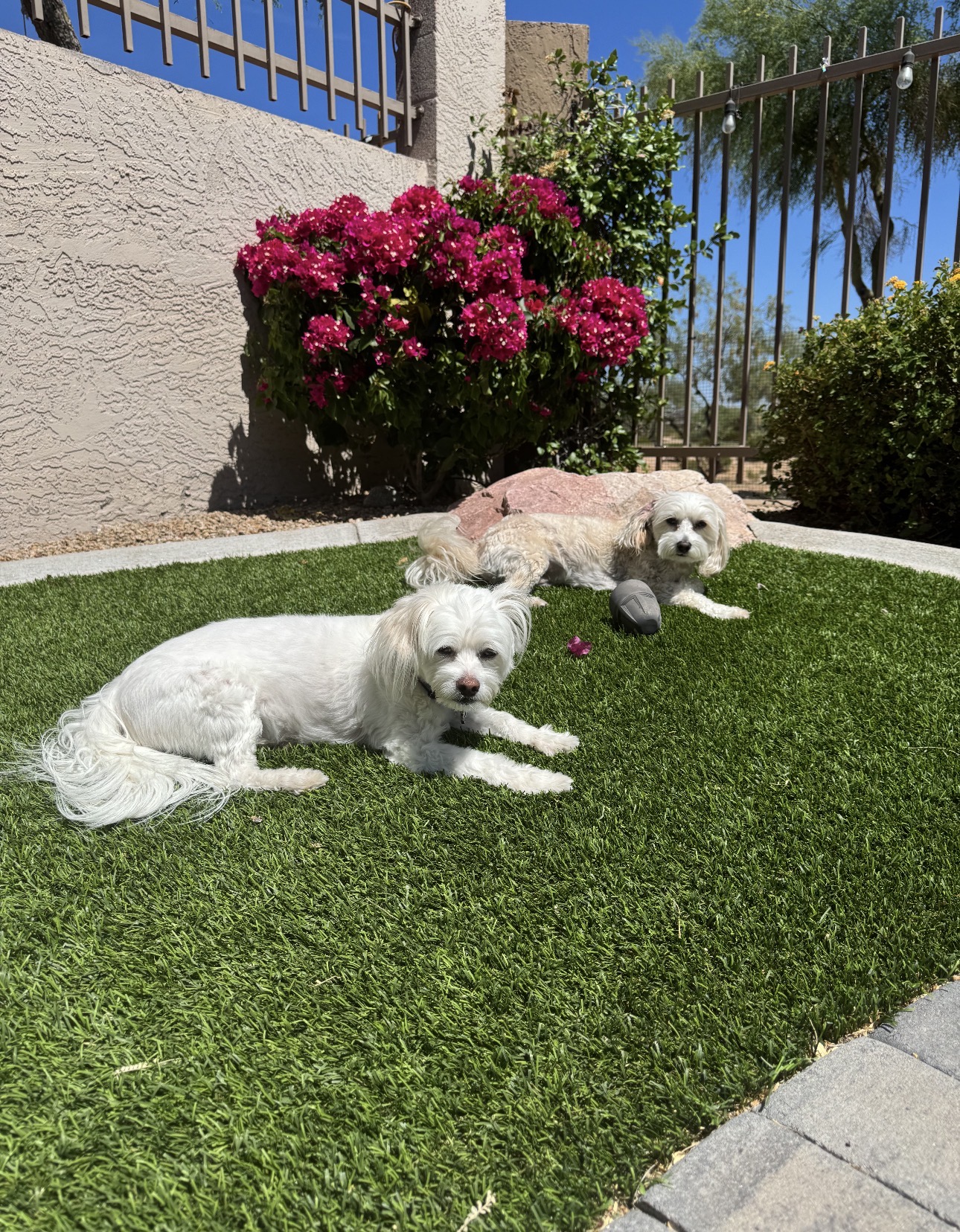 Dogs